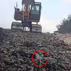 Puppy Waited In A Junkyard As Heavy Machines Moved Closer