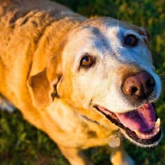 Fire Took Everything From This Dog Except His Ability To Love