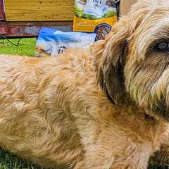Abused Dog Dumped On The Roadside Finally Gets The Help He Deserved