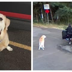 Loyal 13-Year-Old Dog Left Behind At Park Breaks Hearts Across The Internet