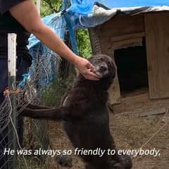 Senior Dog Rusty Spent Ten Years Chained Outside Waiting For Love