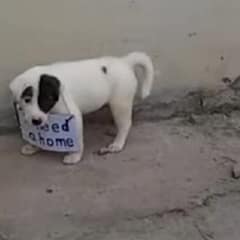Lonely Puppy With Sign Around His Neck Finally Gets Saved