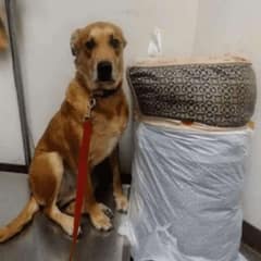 Dog Surrendered With His Bed And Toys Then Waited For Love
