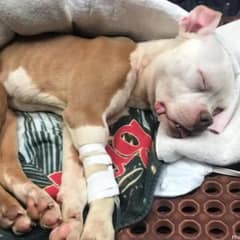 Dumped on Christmas, This “Miracle” Dog Survived and Found a Forever Home