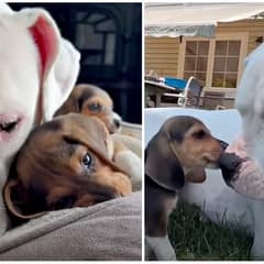 Scared Beagle Hides In Fear Until A Deaf Dog Becomes Her Guardian
