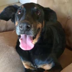 Dog Starved For Seven Years Finally Receives Love And Care
