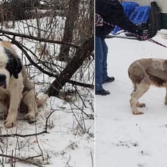 Senior Saint Bernard Lost In Minnesota Winter For 17 Days Still Refused To Give Up