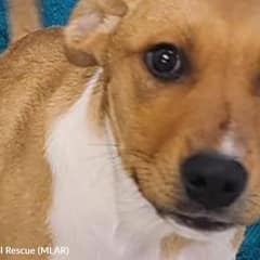 Last Puppy Left Sitting Alone After Her Family Finds Homes