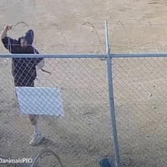 Pit Bull Thrown Over Razor Wire Fence Still Found A Way To Survive