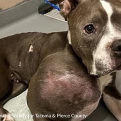Dog With Giant Tumor Could Barely Walk But Still Looked At People With Love