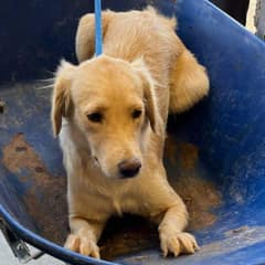 Shy Golden Retriever Nearly Lost Her Life For Being Afraid