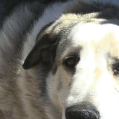 Hero Dog Finds Missing 2-Year-Old Boy After Night Alone In Arizona Desert