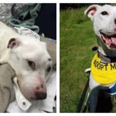 The Thinnest Dog Ever Found Alive Was Barely Holding On