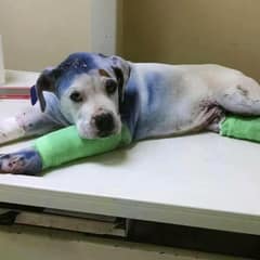 He Was Broken and Alone — Until One Gentle Dog Refused to Leave His Side