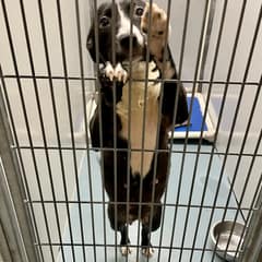She Stood on Her Hind Legs and Begged Through the Kennel Bars — One Look Into Her Eyes Changed Everything Forever