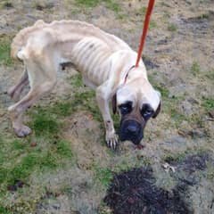 The Skeleton Dog Who Rose From Maryland’s Roadside With Love Still in Her Heart