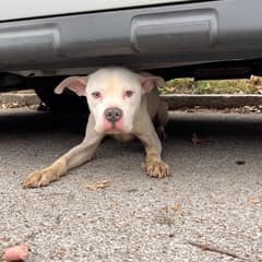 The Frightened Eyes Under The Van That Changed Everything