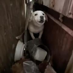 The Frightened Pup Who Learned Love Was Possible After All