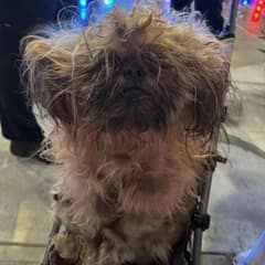 The Little Dog In The Stroller Who Stole A Police Officer’s Heart