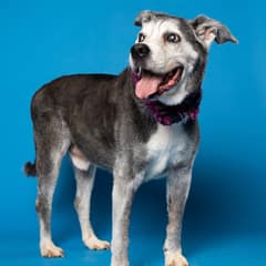 This Senior Dog’s Legs Gave Out When He Saw Her—What Happened Next Will Touch Your Heart