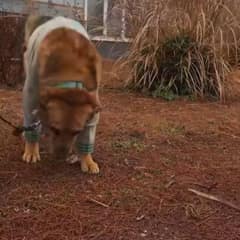 After 13 Years, This Senior Dog’s Family Threw Him Away Like Trash – What Rescuers Found Will Break Your Heart