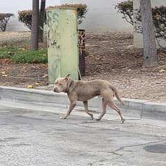 Broken-Hearted Dog Waits by the Road, Still Believing His Family Will Return