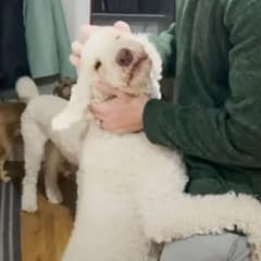 The Poodle Who Hugs Like Her Life Depends On It