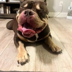 They Wanted This Healthy Blind Dog Put Down – Until One Woman Said “Not On My Watch”