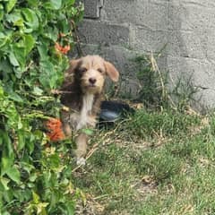 The Terrified Puppy Who Forgot Love Existed — Until One Woman Refused to Give Up
