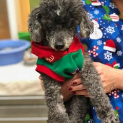 When This Blind 18-Year-Old Poodle’s Family Asked for Euthanization, Their Reason Left Everyone Speechless