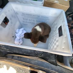 The Mail Carrier Who Saved A Dying Puppy From A Dusty Road In South Dakota