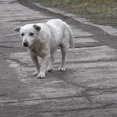 This Senior Dog’s Owner Shocked Rescuers With Five Words That Changed Everything