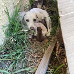 Abandoned Mama Dog Guards Her Newborns In A Stranger’s Yard Until Love Finds Them