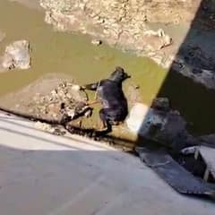 Sweet Rottweiler’s Desperate Cry From Deep Canal Touches Every Heart