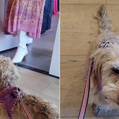 The Heartbreaking Moment This 9-Year-Old Poodle Watched Everyone Walk Past Her for the Puppies