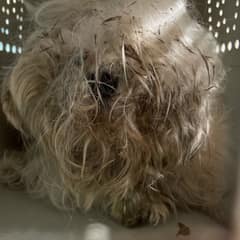 Beneath Ten Pounds of Matted Fur, a Sweet Soul Was Waiting to Be Found