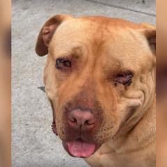 Sweet Hope Was Thrown Away Because of Her Eyes – Now She’s Still Waiting for Someone to Choose Her