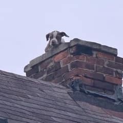 Little Head Peeking From Chimney Hides Heartbreaking Secret Inside