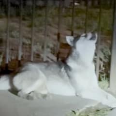 The Night a Heartbroken Husky’s Cries Led Neighbors to an Unthinkable Discovery