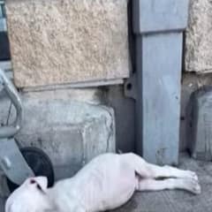 The Gentle Soul Who Waited By The Gate With Unshakeable Hope