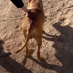 Desert Mama’s Secret: What Rescuers Found Will Break Your Heart
