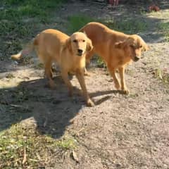 Golden Retriever Mama Left Behind In Empty House Guards Her Precious Secret