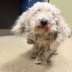 Dog Hidden Under 2 Pounds of Matted Fur Finally Sees the World Again