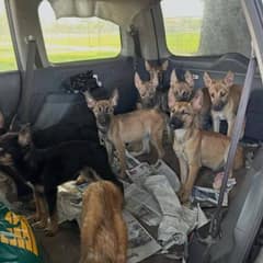 Nine Starving Puppies Found Living Alone in Abandoned Car Get Second Chance at Life