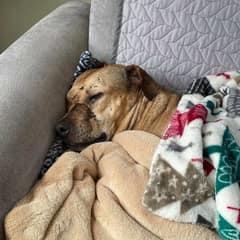 Shmoo’s Second Chance: A Promise Kept, A Heart Healed