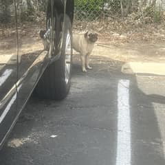 The Pug Who Slept on a Stranger’s Shirt Until Love Found Him