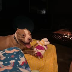 Abandoned Pit Bull’s Heart-Wrenching Wait Becomes Beautiful Love Story