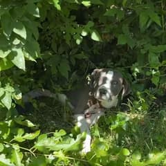 The Little Shadow In The Bushes Who Waited So Quietly For Love