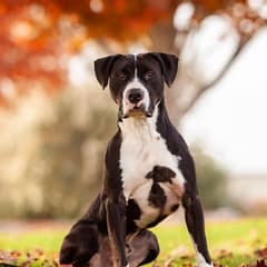 The Sweet Dog Who Cheered for Others While Waiting 915 Days for His Own Miracle