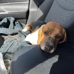 The Day Elle Found A Bleeding Beagle On A Nebraska Highway Changed Everything